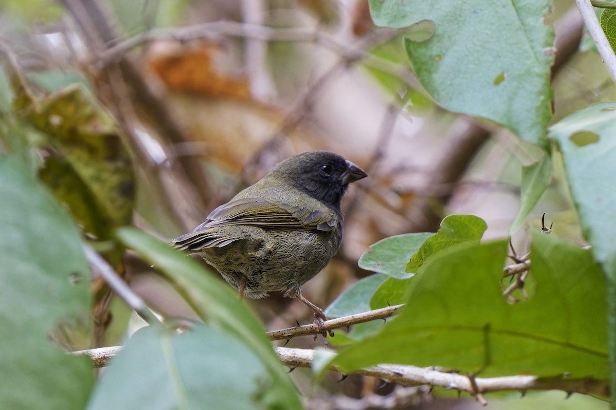 Black-faced Grassquit - ML616681818