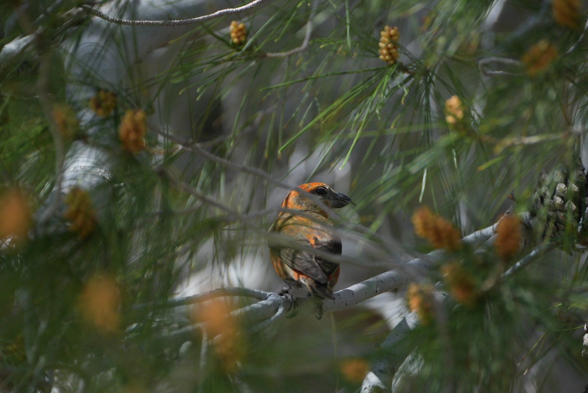 Red Crossbill - ML616681830