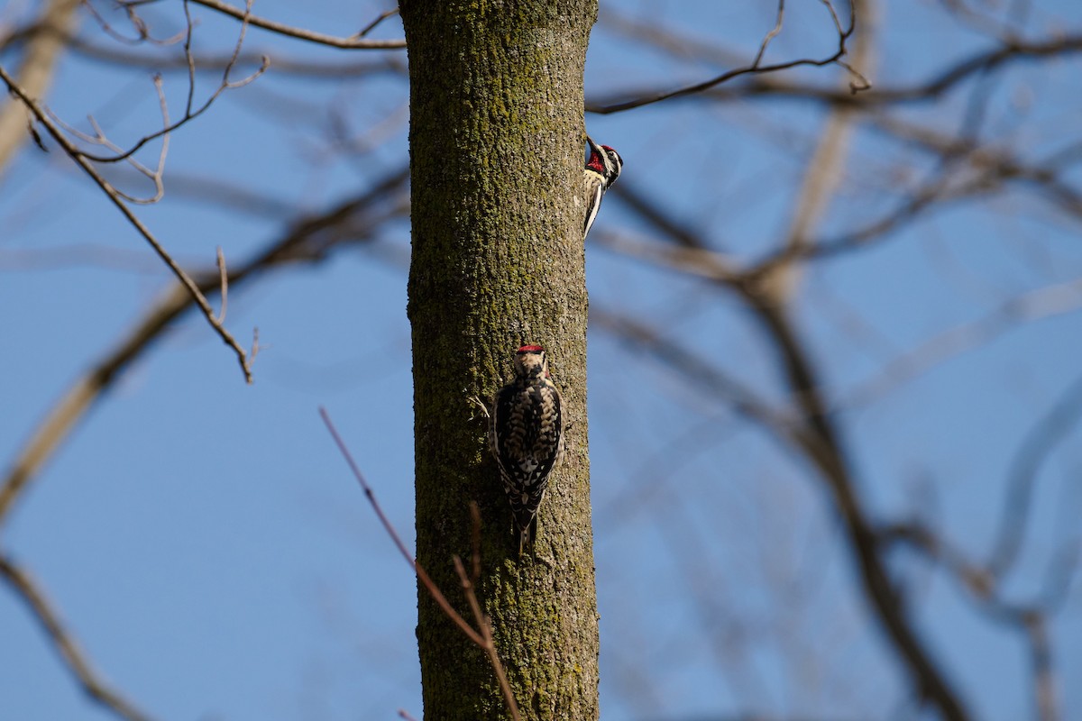 Yellow-bellied Sapsucker - ML616681839