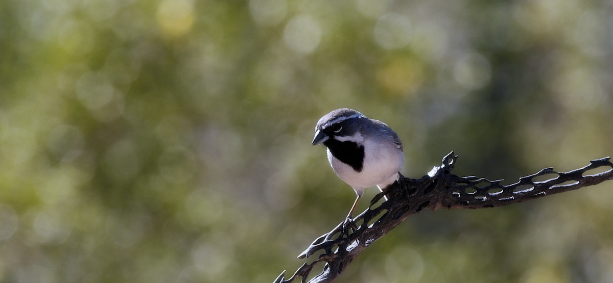Black-throated Sparrow - Myron Frost