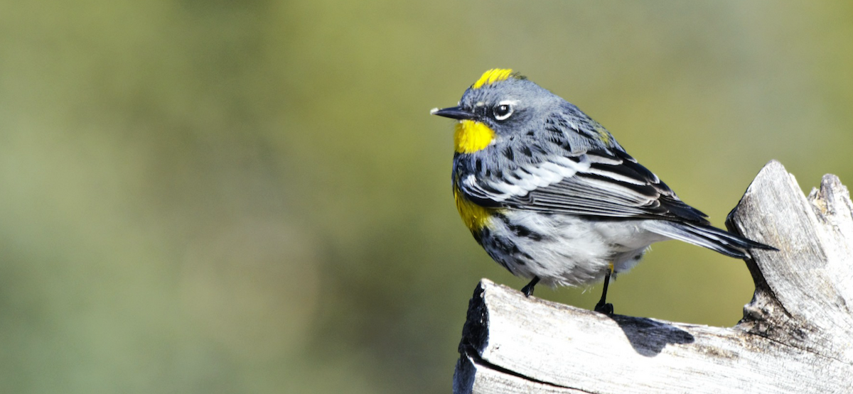 Yellow-rumped Warbler - Myron Frost