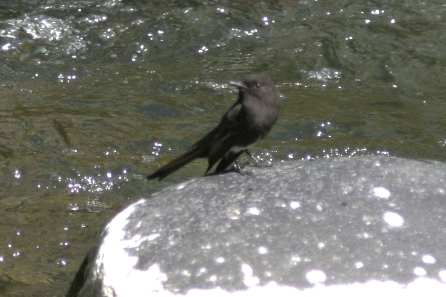 Black Phoebe - Brad Benter