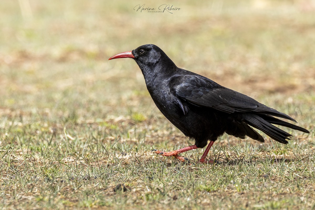 kavče červenozobé - ML616681915