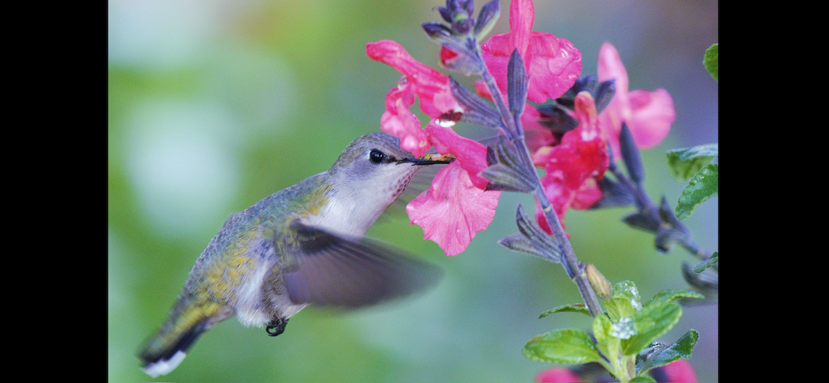 Anna's Hummingbird - Myron Frost