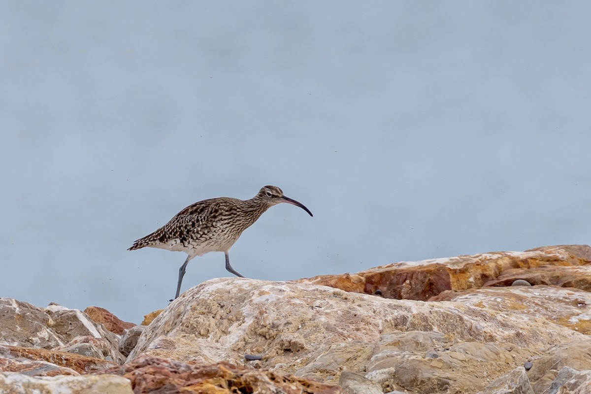 Whimbrel - Antonio M Abella