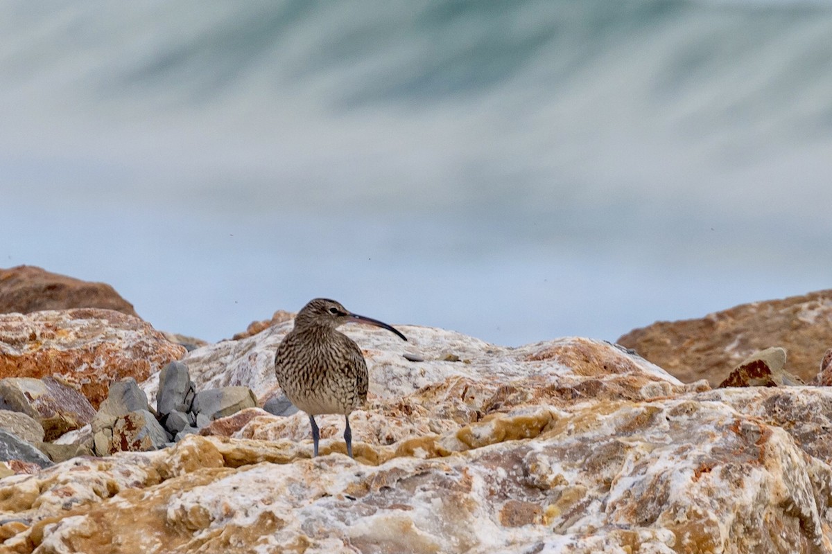 Whimbrel - Antonio M Abella