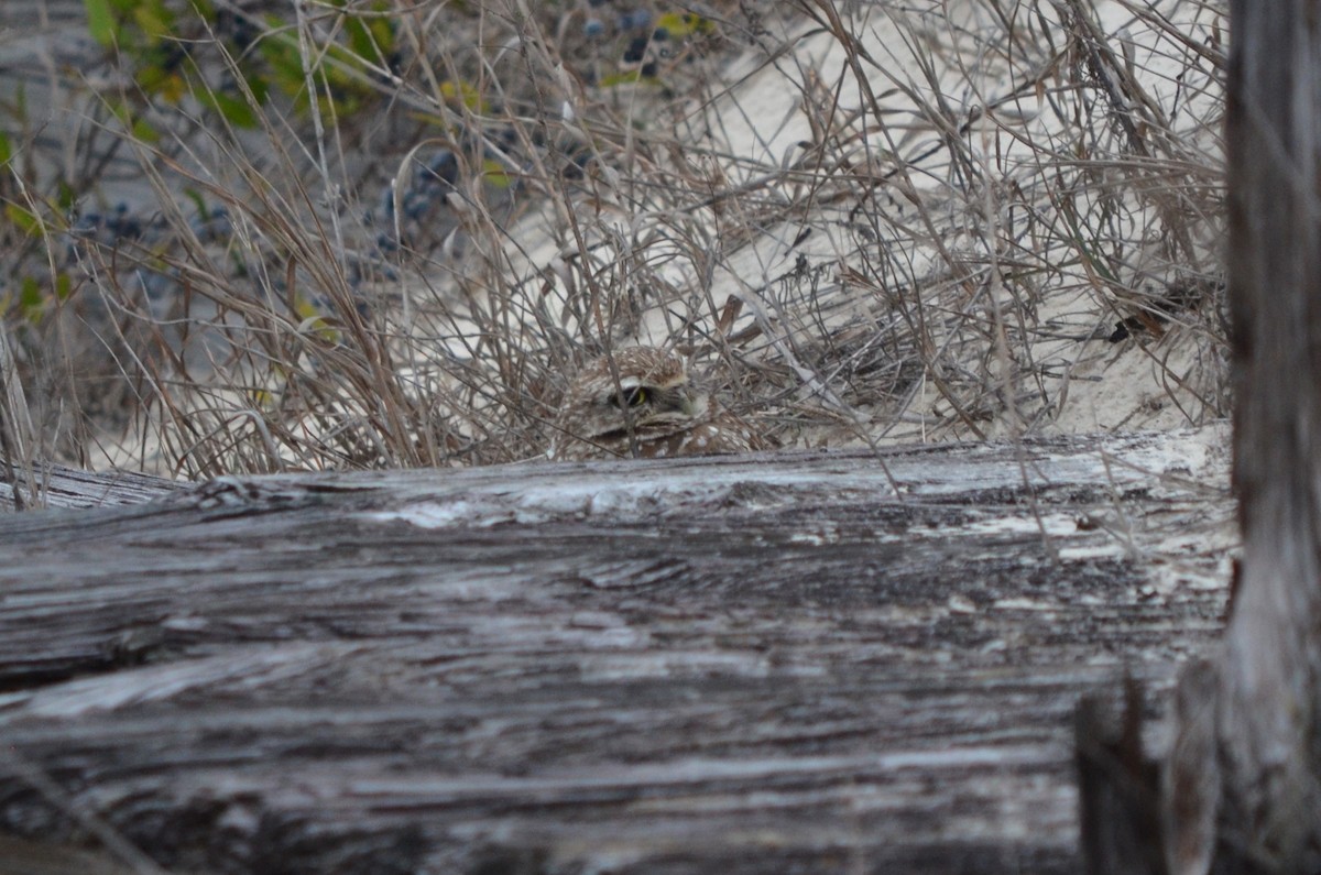 Burrowing Owl - Skip Smith