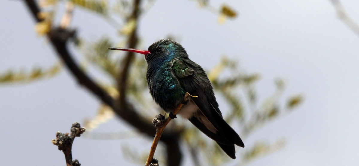 Broad-billed Hummingbird - Myron Frost