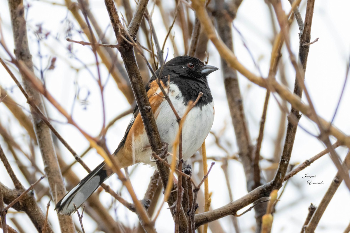 Eastern Towhee - ML616681964