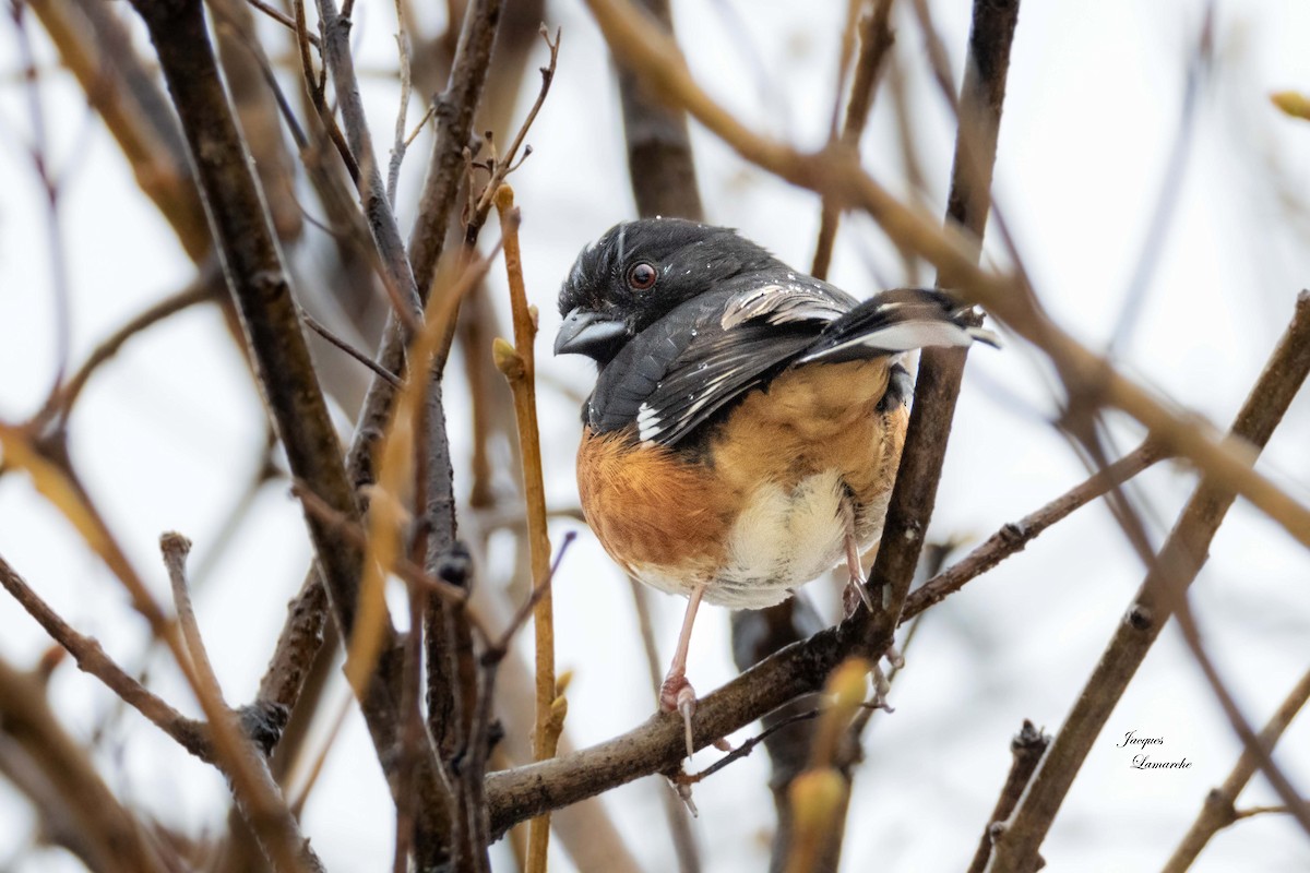 Eastern Towhee - ML616681965