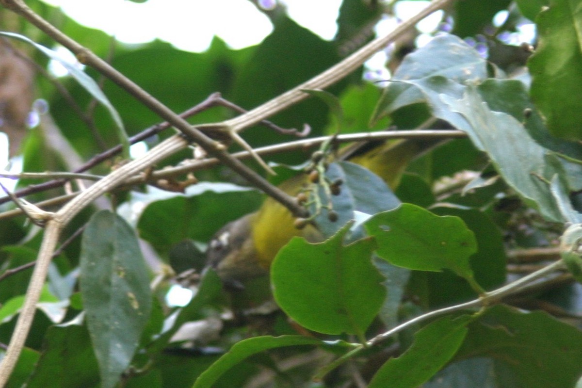 Common Chlorospingus - ML616681998