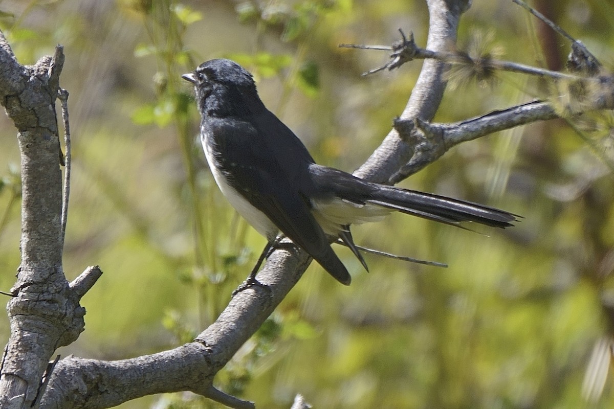 Willie-wagtail - ML616682031