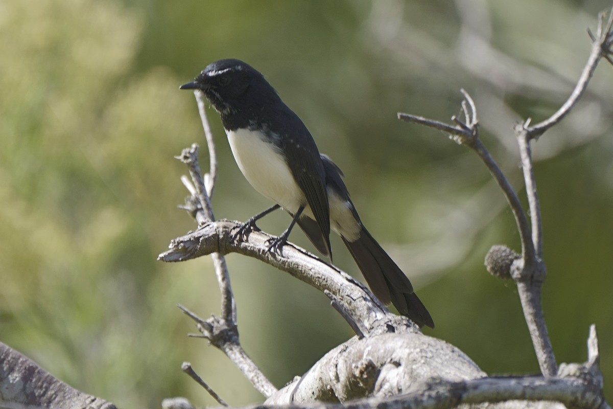 Willie-wagtail - ML616682032