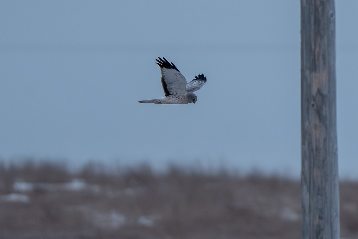 Northern Harrier - ML616682034