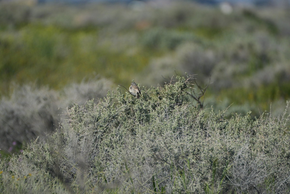 Bell's Sparrow - ML616682081