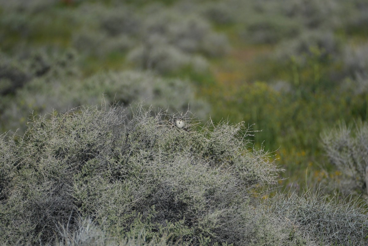 Bell's Sparrow - ML616682120