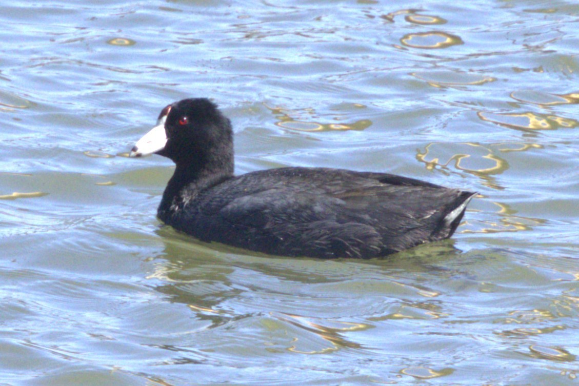 American Coot - David Bennett