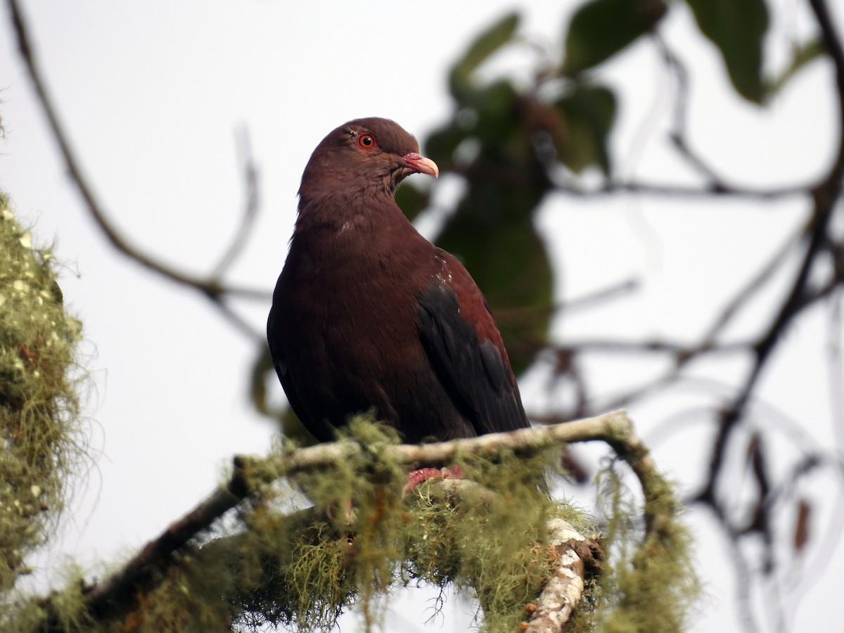 Pigeon à bec rouge - ML616682145