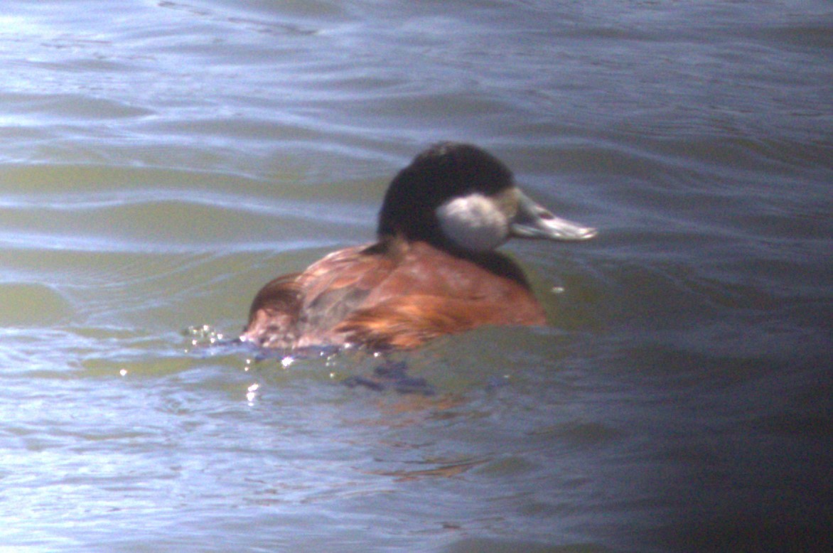 Ruddy Duck - David Bennett