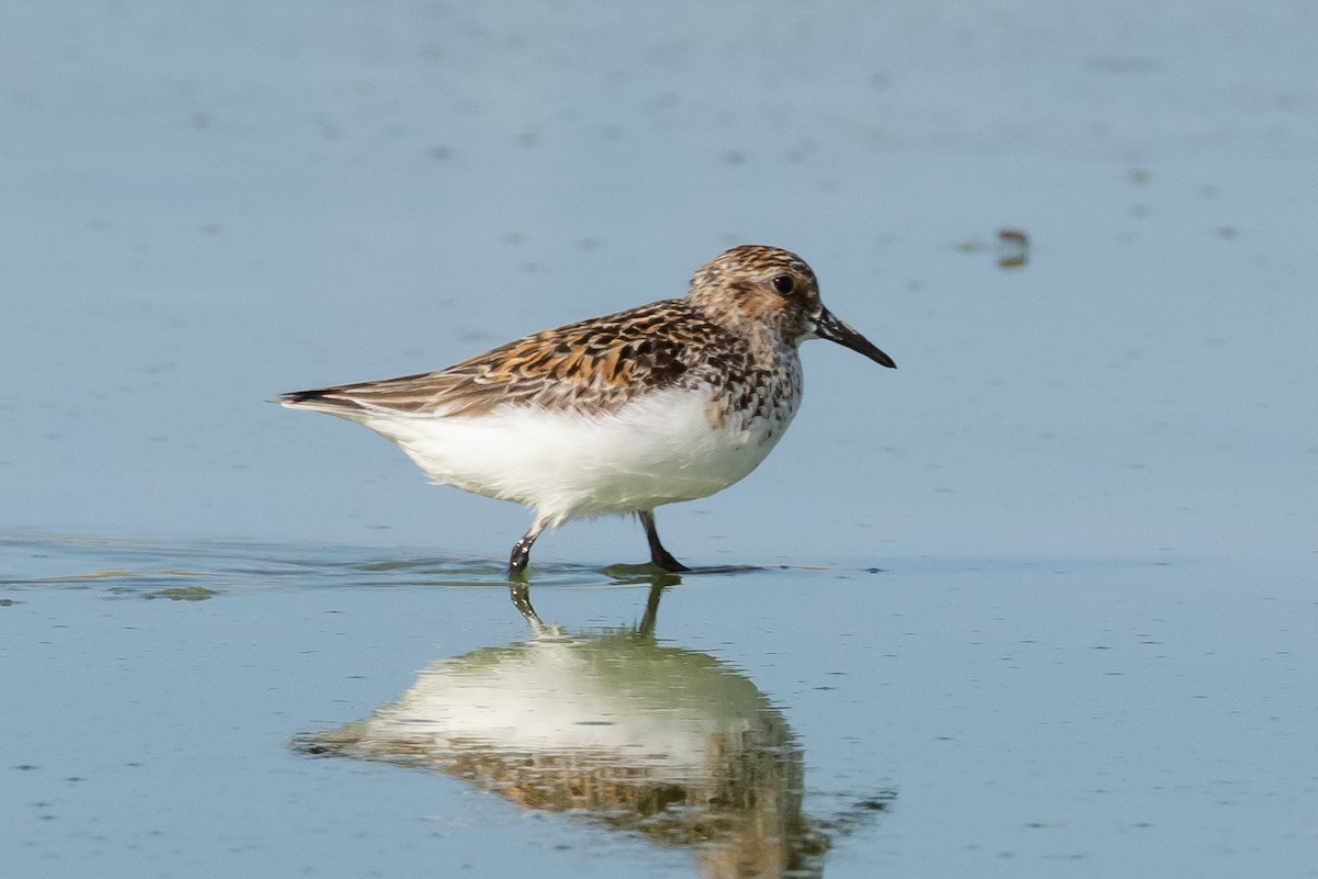 Sanderling - ML616682172