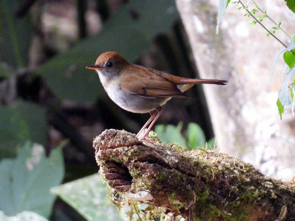 Ruddy-capped Nightingale-Thrush - Daniel Matamoros