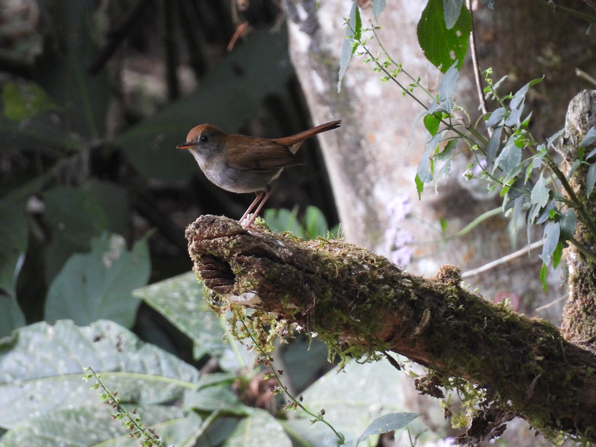 Ruddy-capped Nightingale-Thrush - Daniel Matamoros