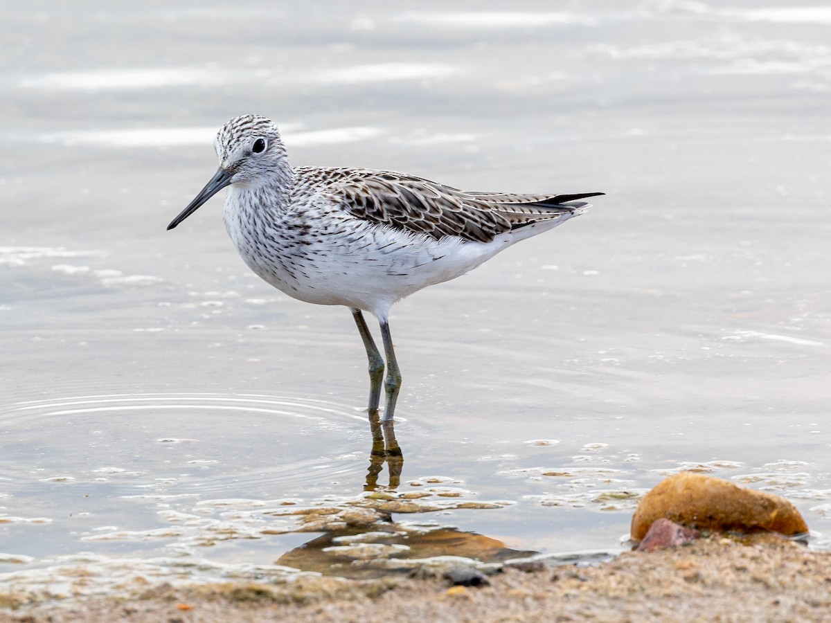 Common Greenshank - ML616682191