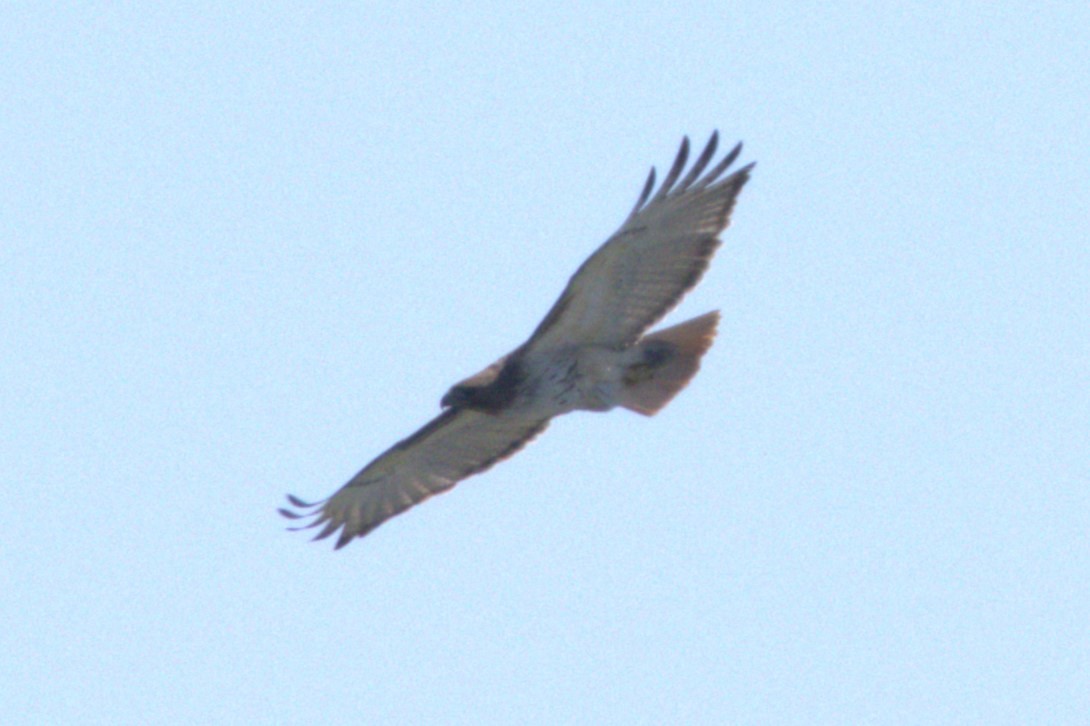 Red-tailed Hawk - David Bennett