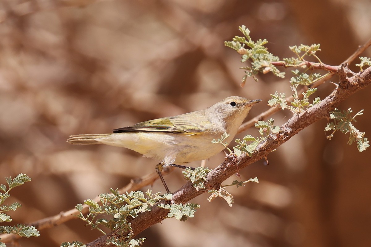 Western Bonelli's Warbler - ML616682235