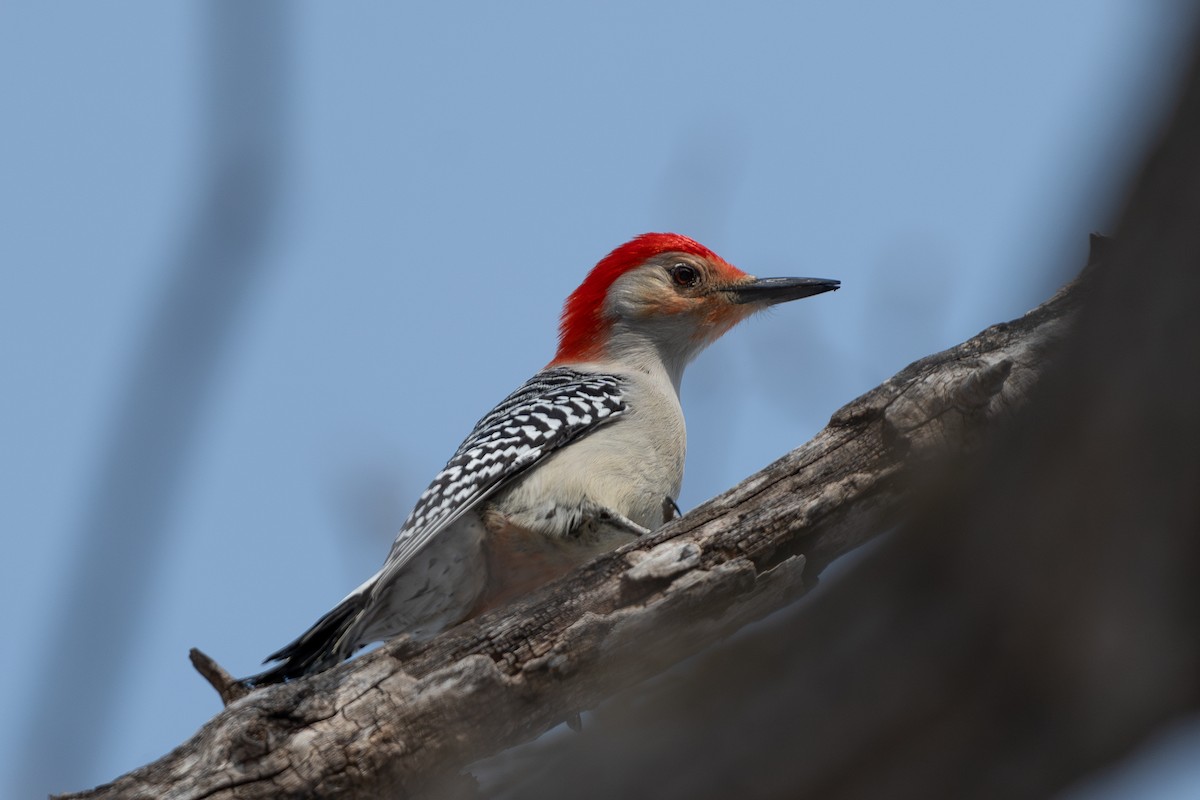 Red-bellied Woodpecker - Devin Pitts