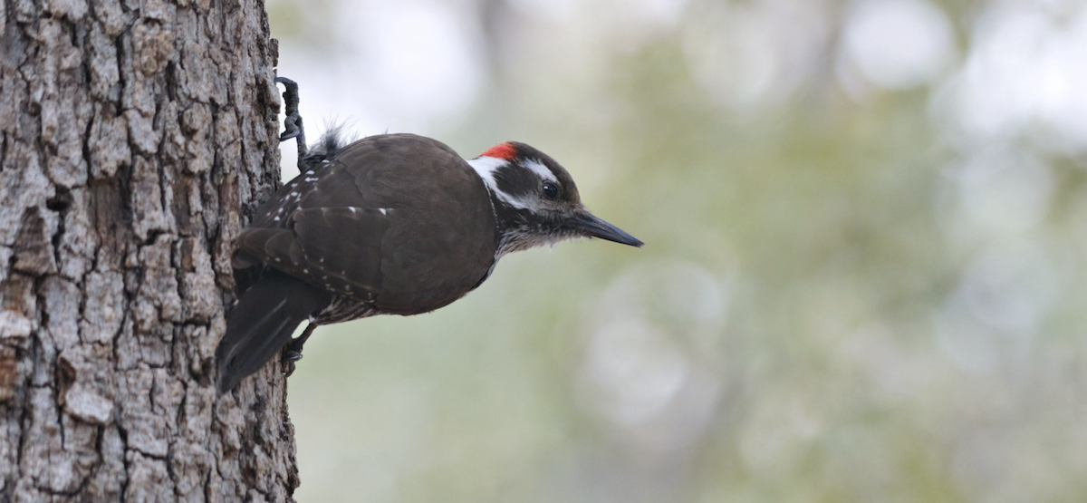 Arizona Woodpecker - Myron Frost
