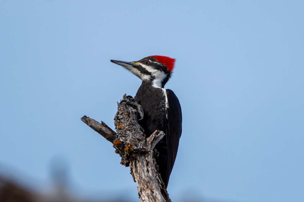 Pileated Woodpecker - Devin Pitts