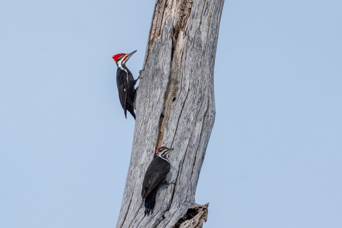 Pileated Woodpecker - Devin Pitts