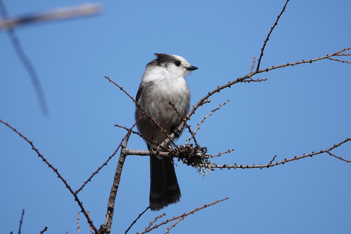 Canada Jay - ML616682311