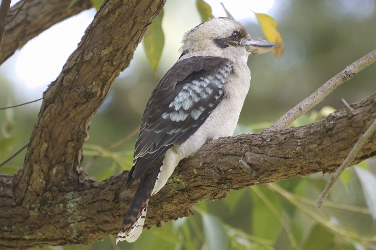 Laughing Kookaburra - ML616682341