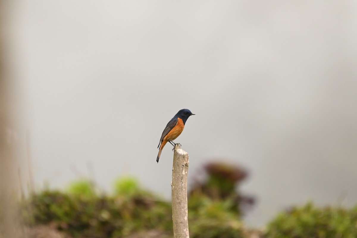 Blue-fronted Redstart - ML616682342