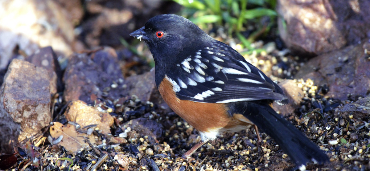 Spotted Towhee - Myron Frost