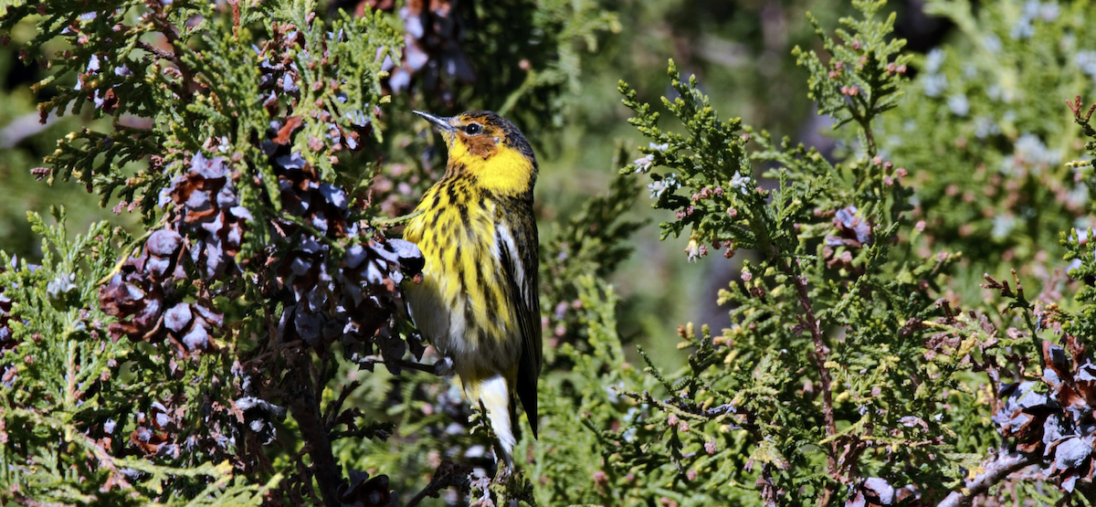 Cape May Warbler - Myron Frost