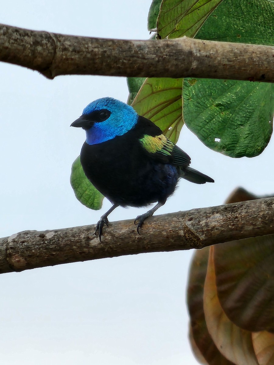 Blue-necked Tanager - Diego López