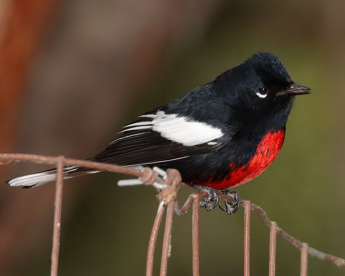 Painted Redstart - ML616682466