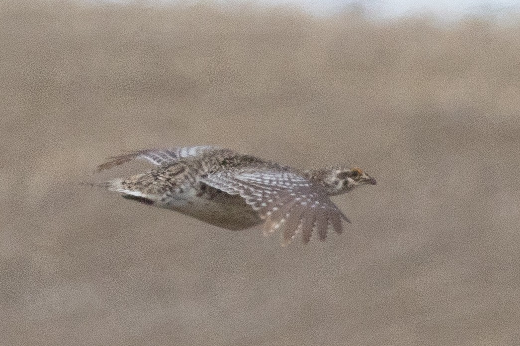 Sharp-tailed Grouse - ML616682490