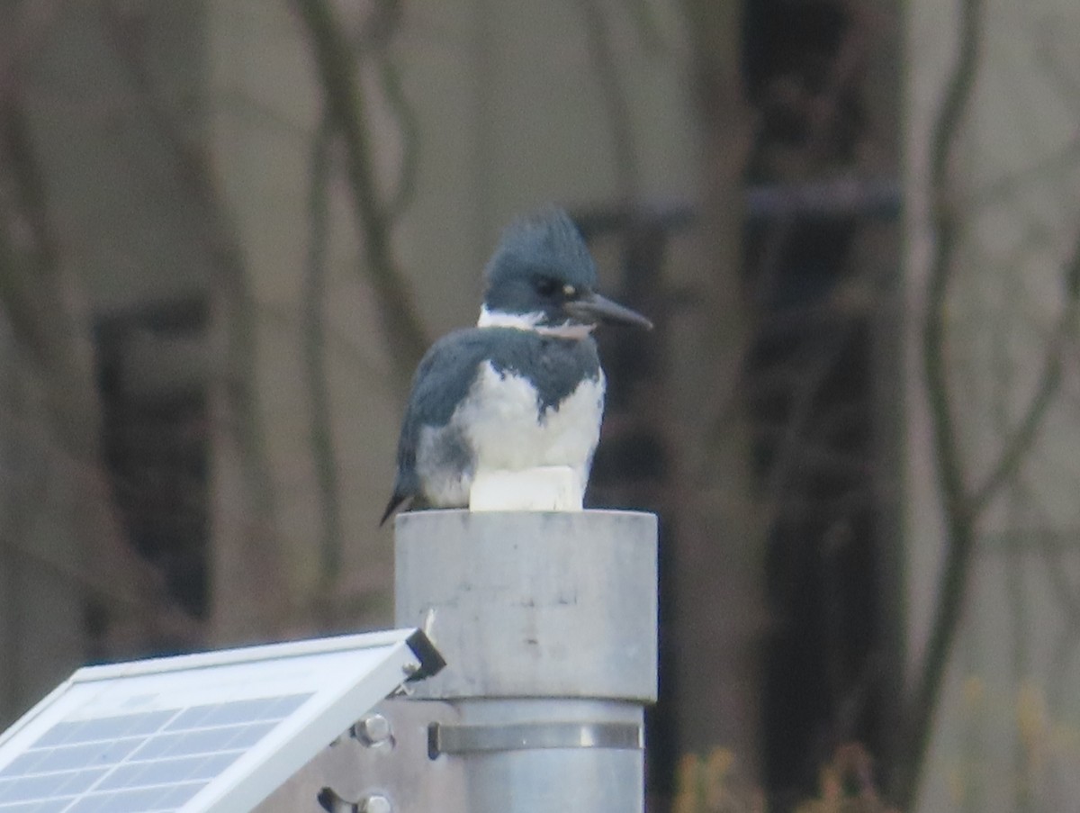 Belted Kingfisher - ML616682491
