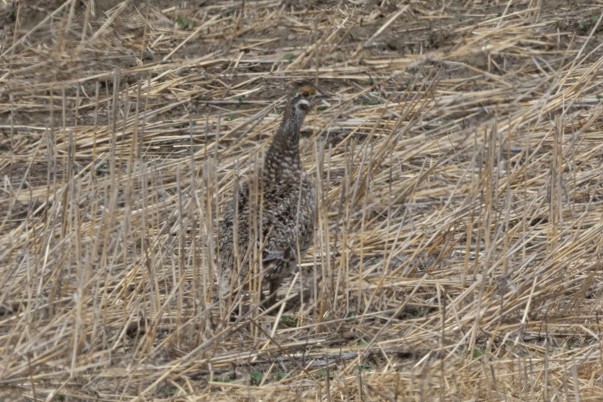 Sharp-tailed Grouse - ML616682492