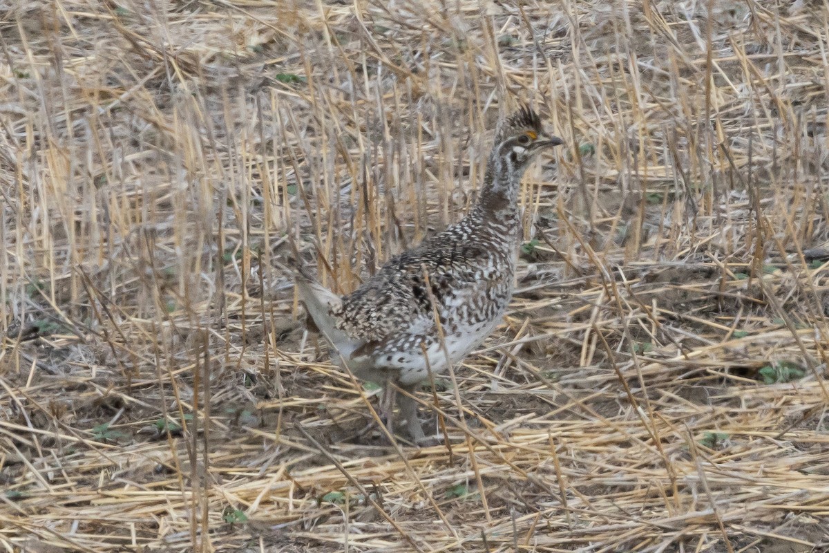 Sharp-tailed Grouse - ML616682494