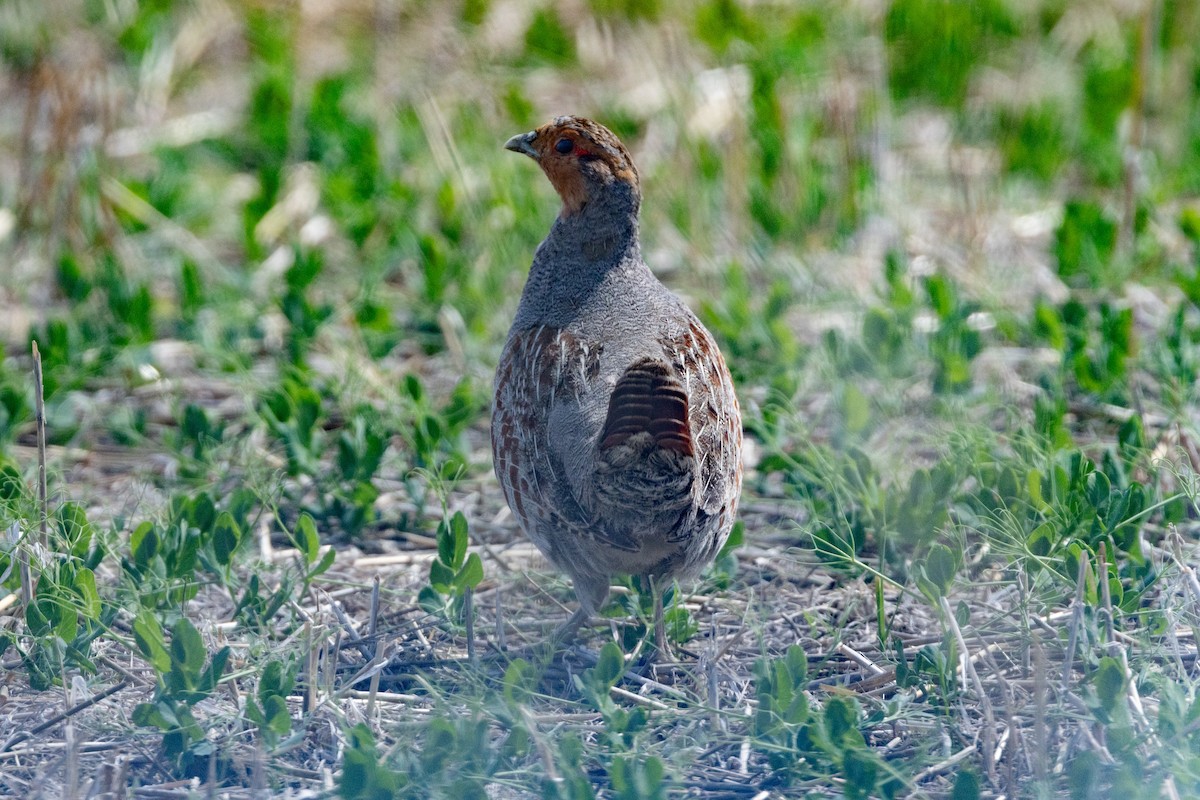 Gray Partridge - ML616682510