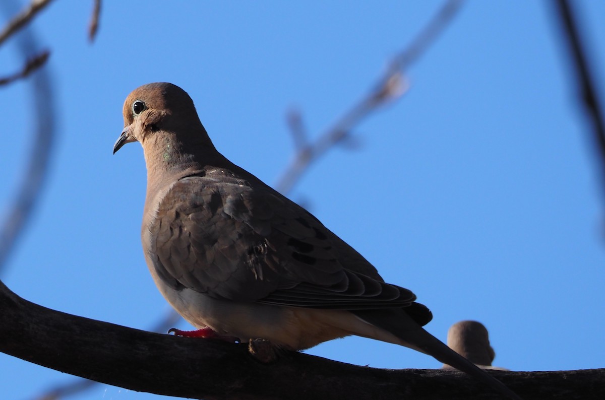 Mourning Dove - ML616682519