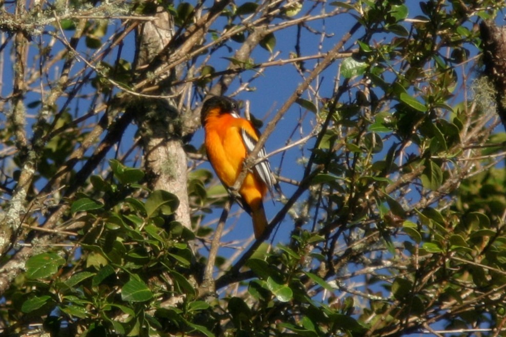 Baltimore Oriole - Brad Benter