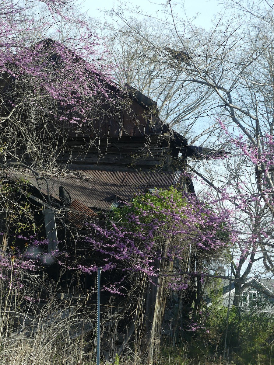 Black Vulture - Ann Robertson