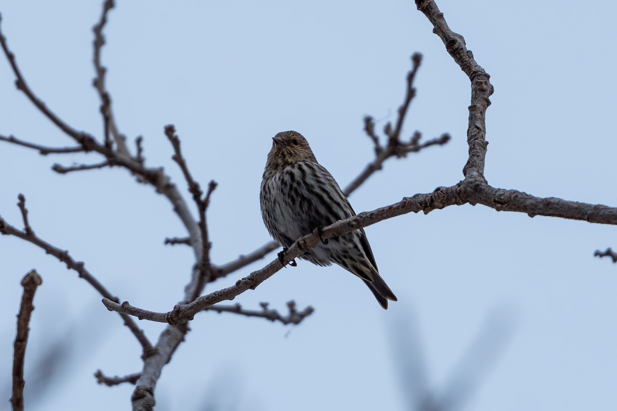 Pine Siskin - Devin Pitts