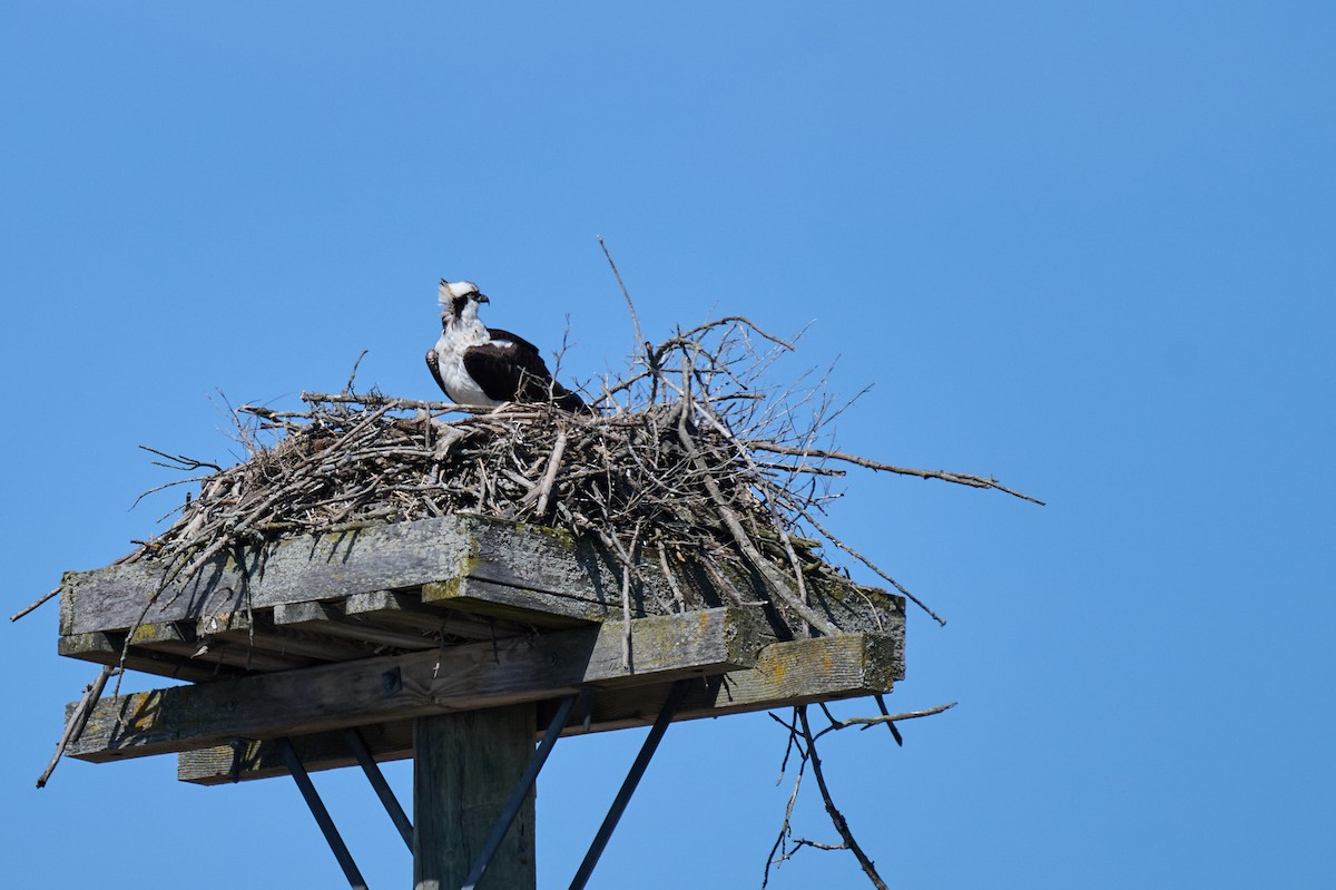 Osprey - ML616682562